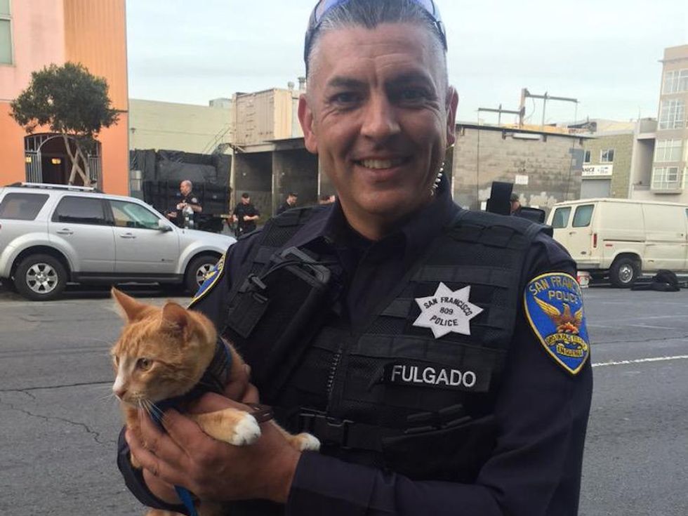 Hero Cat Ends Suicide Standoff