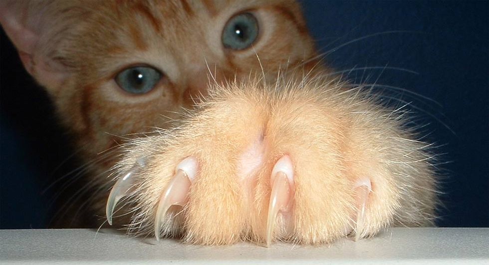 Why Anti-Declawing Activists Torpedoed the ‘America’s Favorite Veterinarian’ Contest