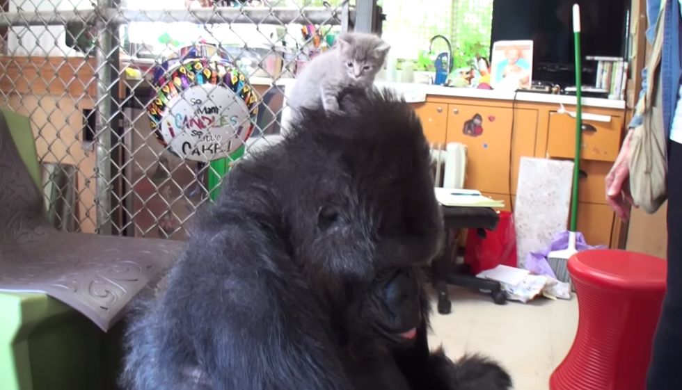 Try Not To “Awww” Watching Koko the Gorilla Make Two New Kitten Friends