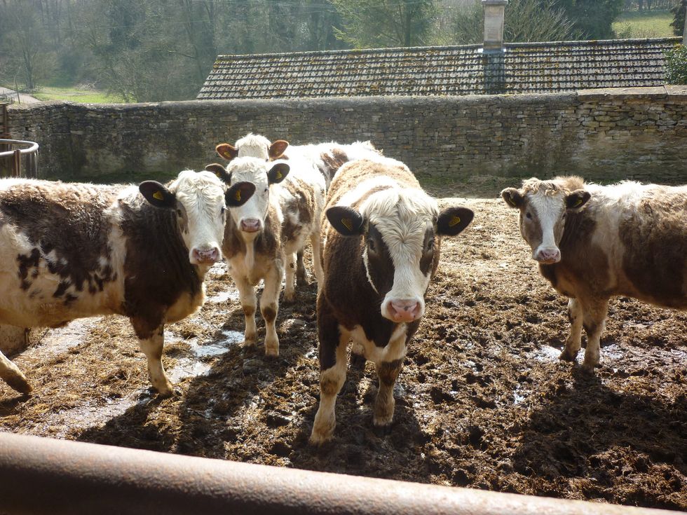 As the World’s Large Animals Disappear, So Does a Vital Ingredient for Life: Their Poop