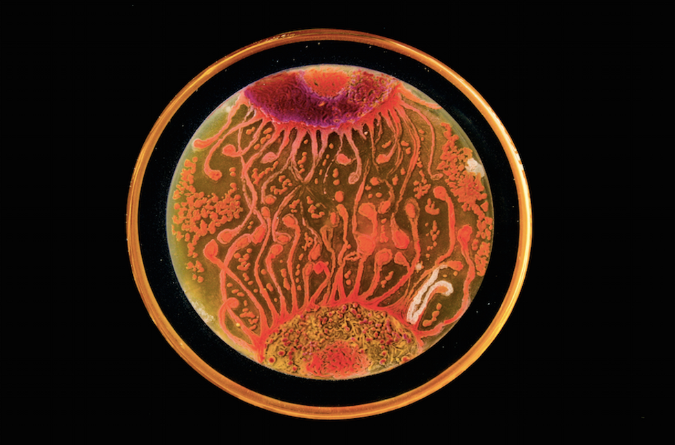 This Gorgeous Art Is Made From Microbes