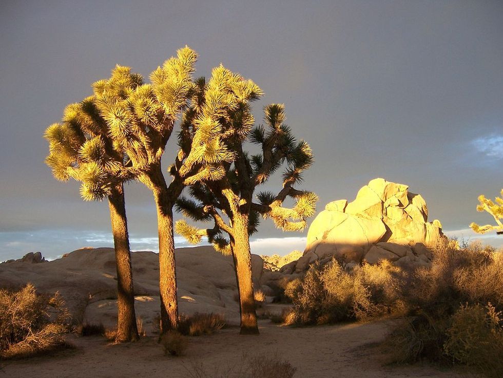 An Iconic American Tree Is Threatened by Climate Change