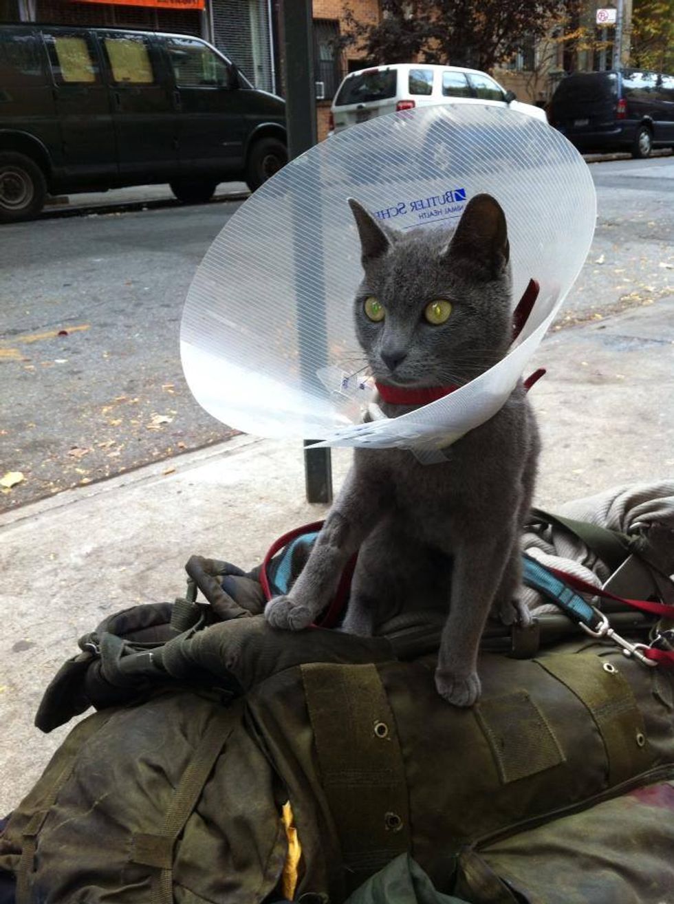 A New York Soup Kitchen for the Homeless—and Their Pets