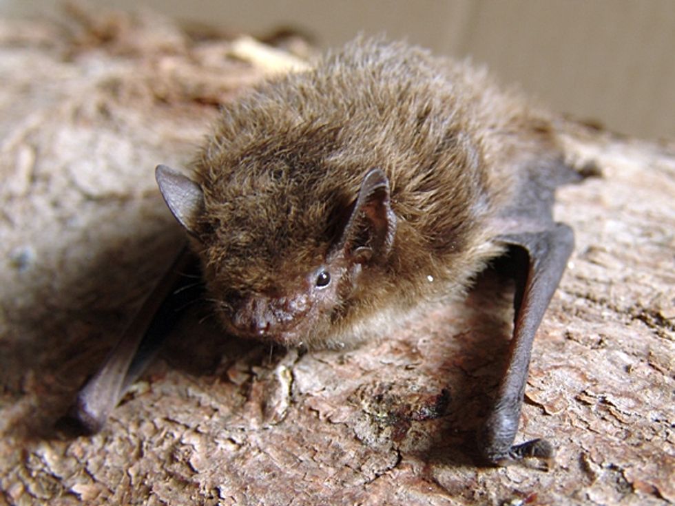 A Dutch Bridge Built for Bats