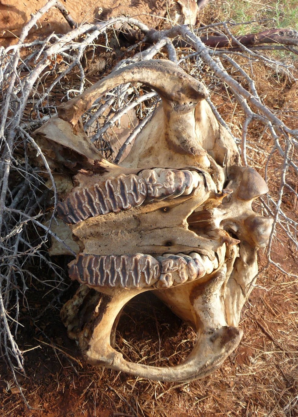 Tanzania Arrests ‘The Devil,’ a Long-Wanted Elephant Poacher