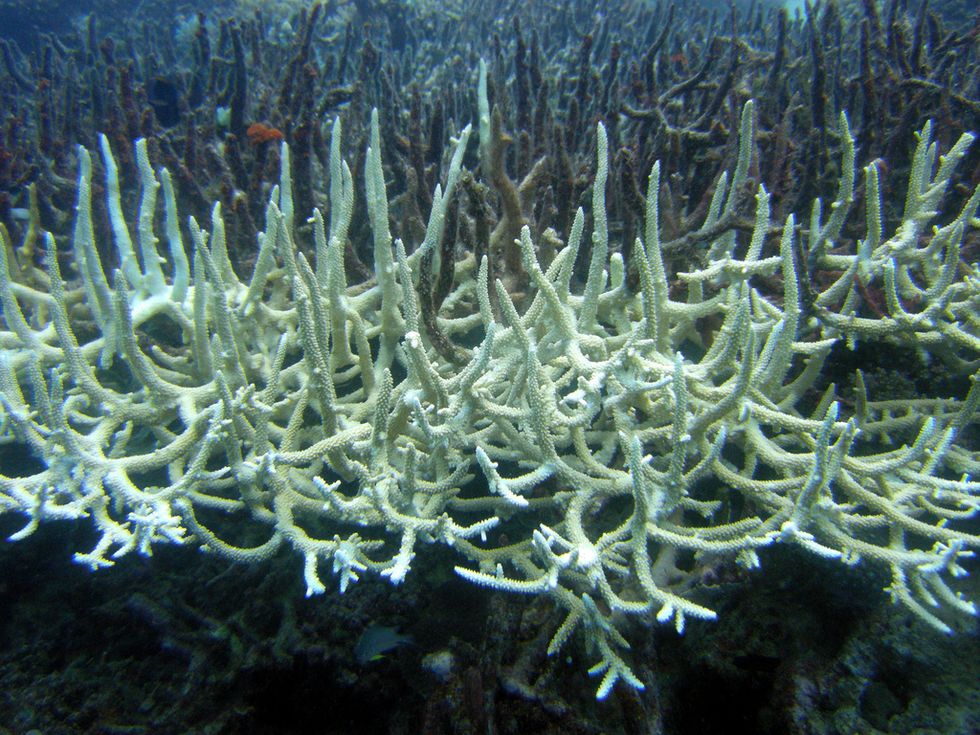 Scientists Are Breeding ‘Super Coral’ to Save Ocean Ecosystems