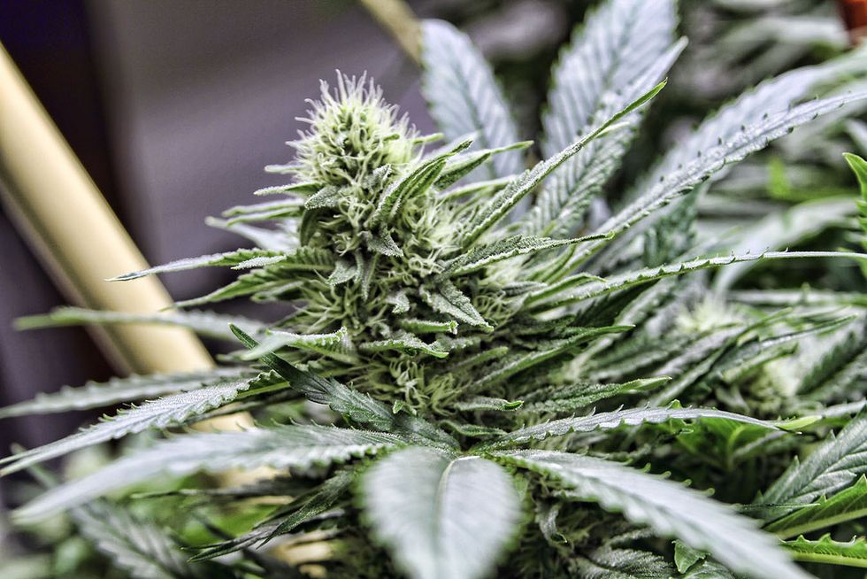 Ohio Votes No Against Corporate Marijuana Monopoly