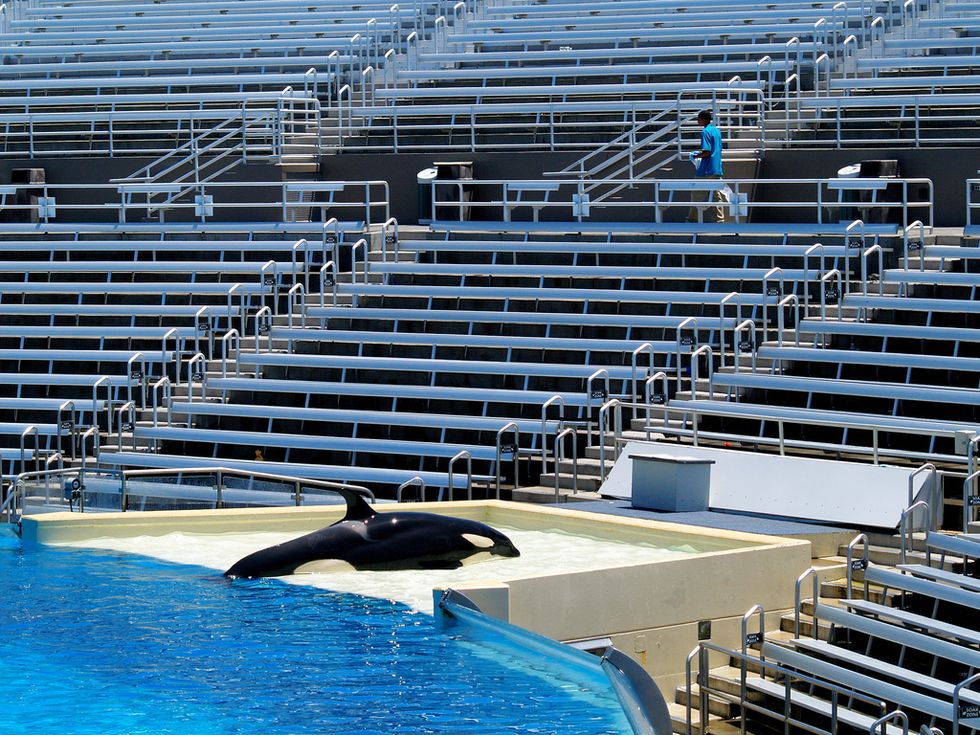 SeaWorld to End Current Orca Show in San Diego as New Legislation Seeks to Stop Killer Whale Captivity Entirely