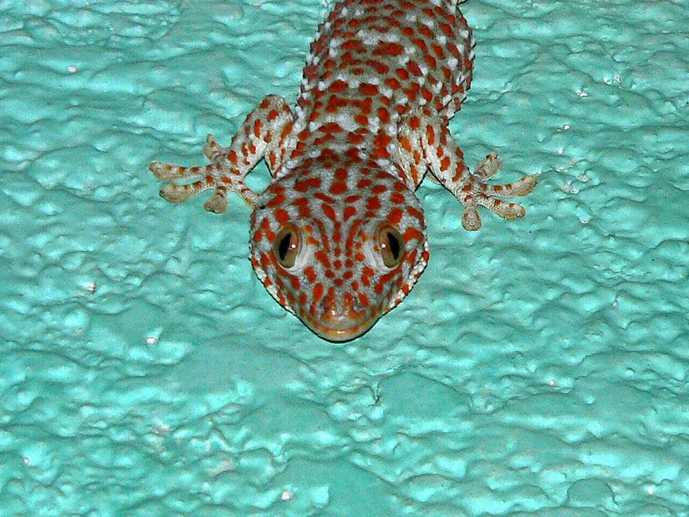Ford to Use Gecko Technology to Make Its Cars More Recyclable