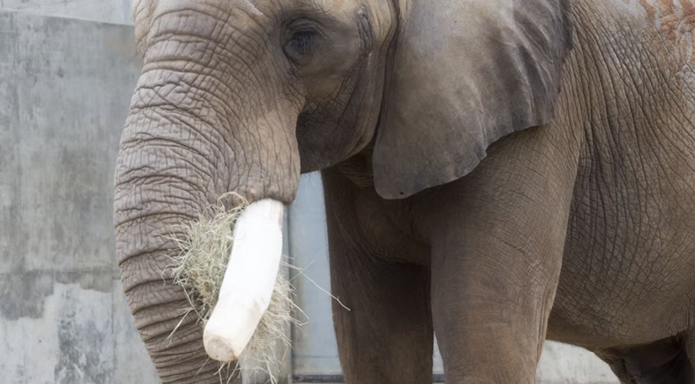 Researchers Used Cutting-Edge Aerospace Technology to Heal an Elephant's Damaged Tusk