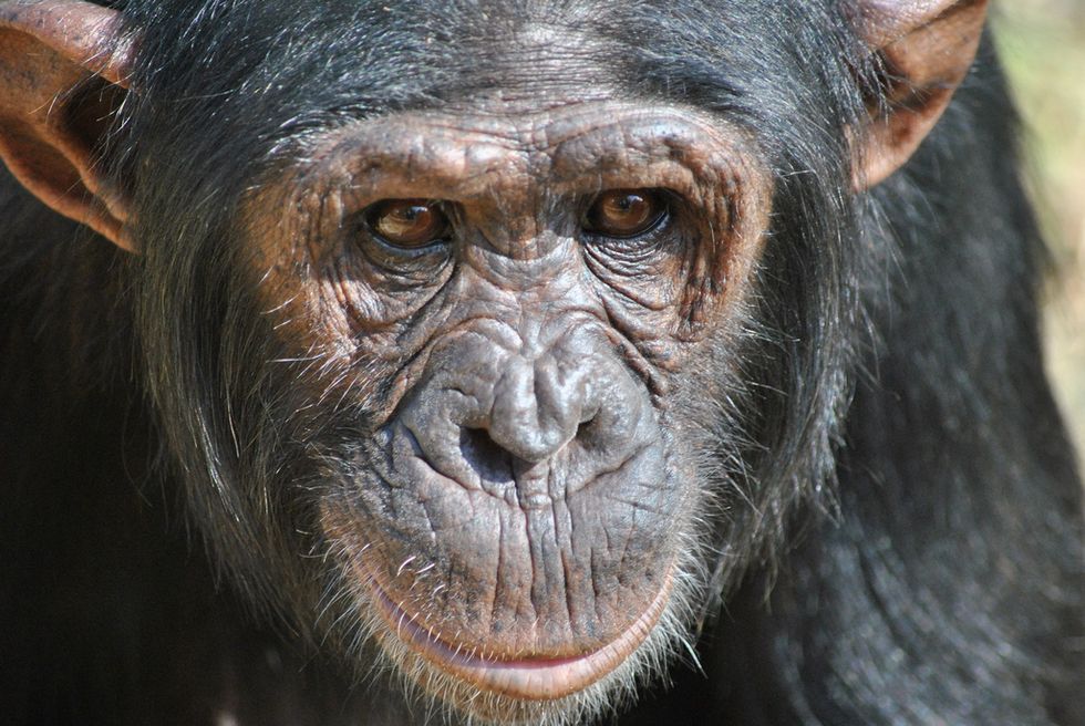 No More Monkey Business—The National Institutes of Health Ends All Chimpanzee Testing