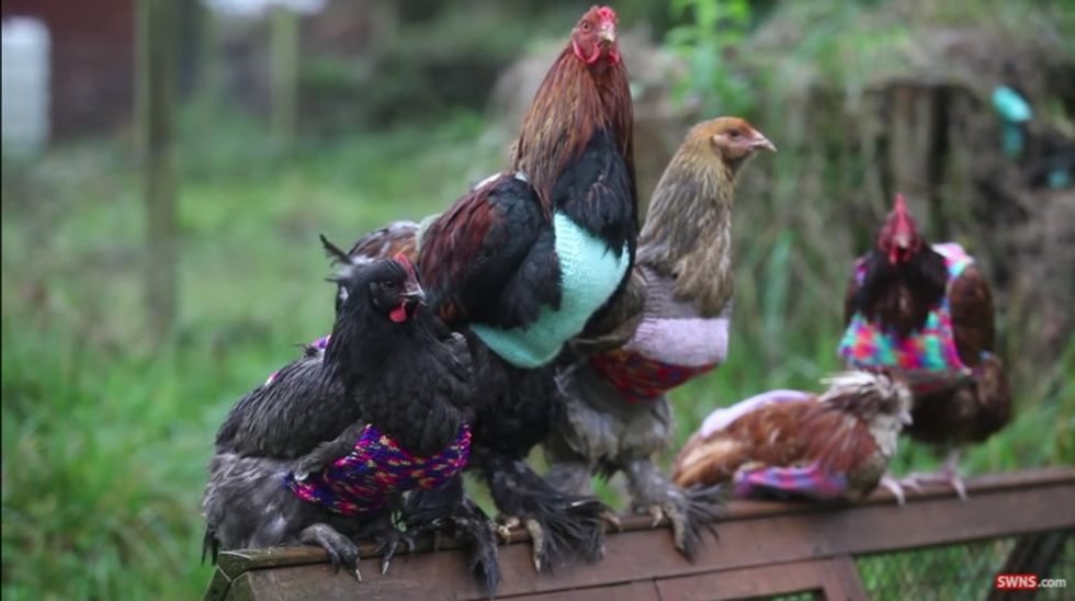 Meet the Woman Who Knits Tiny Sweaters to Keep Rehabilitated Chickens Warm