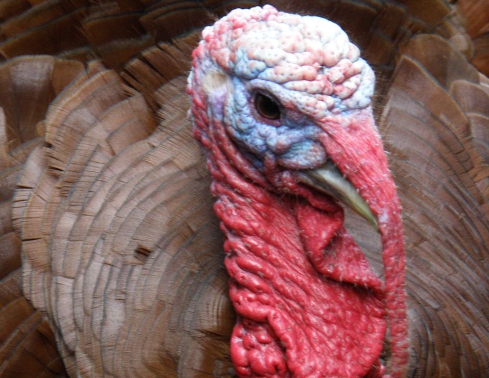 How to Have a Healthy, Ethical Thanksgiving