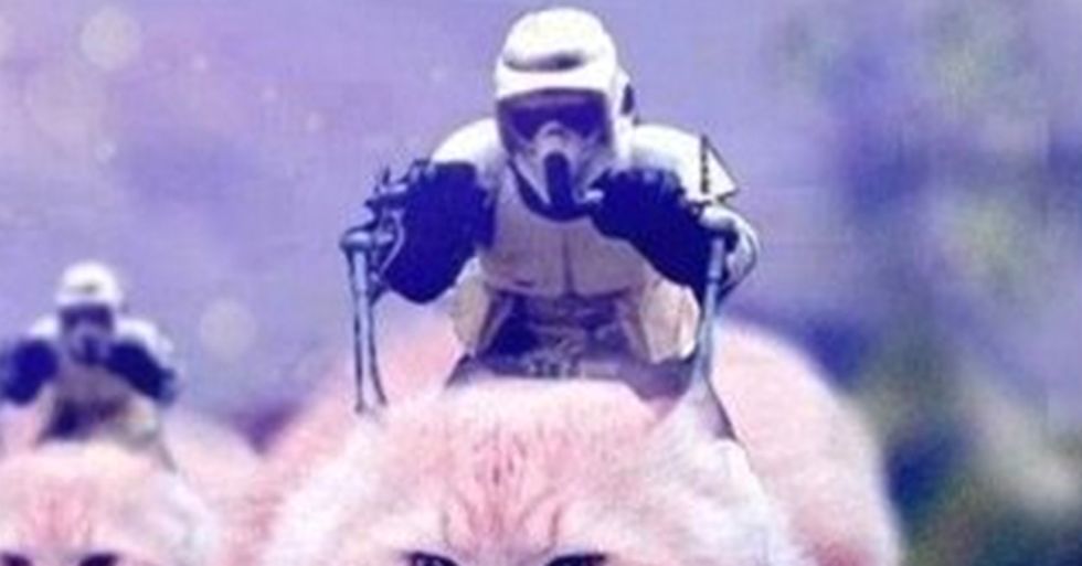 When Belgian Police Ask for Media Quiet During Anti-Terrorism Raids, Citizens Tweet Adorable Cat Pictures in Response