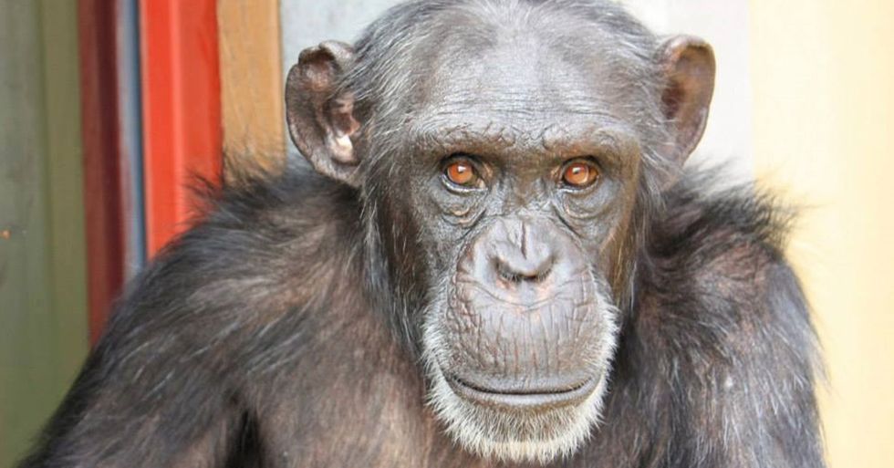 Abused Lab Chimp Finds Friendship in an Unlikely Place