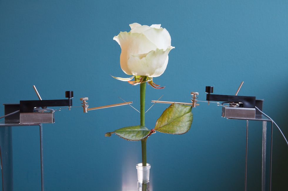 Scientists Create Color-Changing Cyborg Flowers