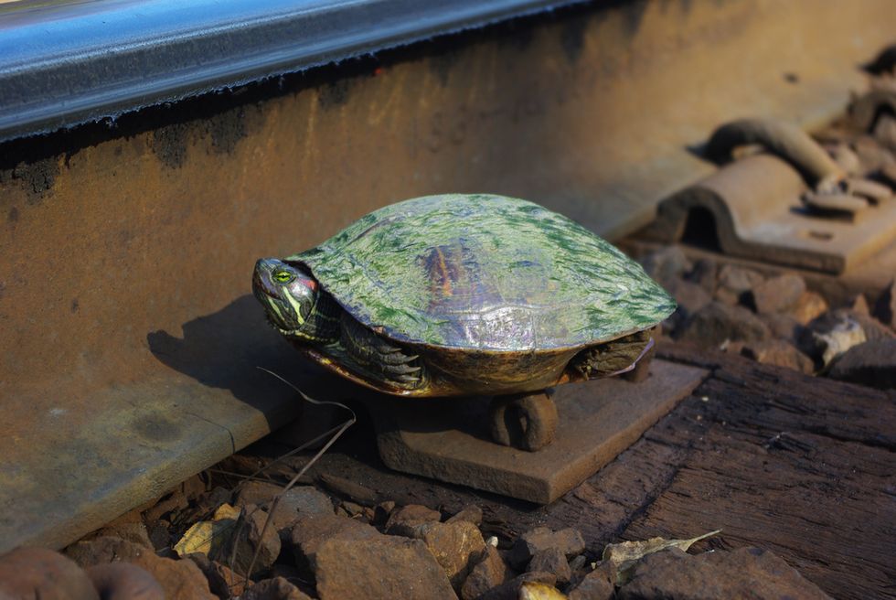 Japanese Aquarium Teams Up With Railroad Company to Save Local Turtles by Building Tunnels Between Train Tracks