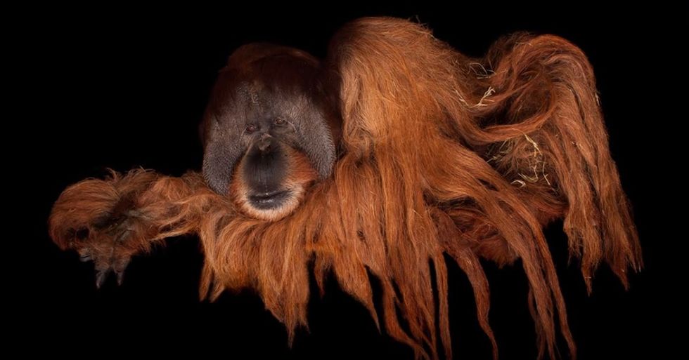 Modern-Day Noah Is Creating a Photo Ark to Document Endangered Animals While They’re Still Here