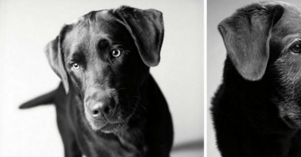 Touching Photography Project Illustrates How Dogs Age