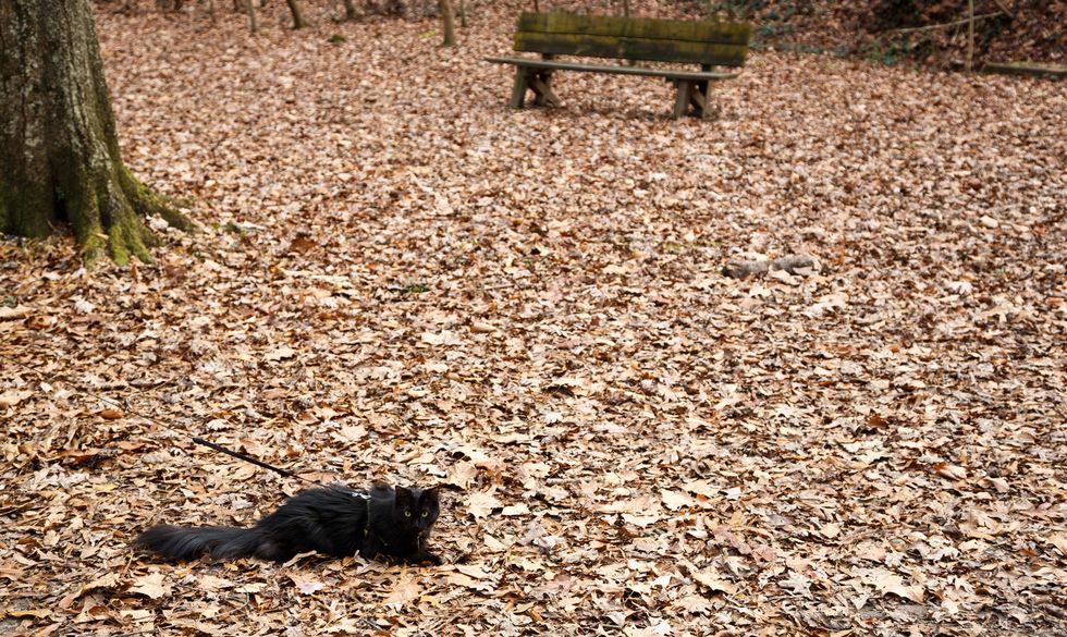 I Went on a Cat Adventure With the Couple Behind AdventureCats