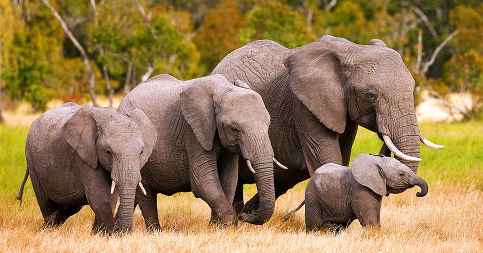 The Price of Ivory in China Has Dropped 50 Percent