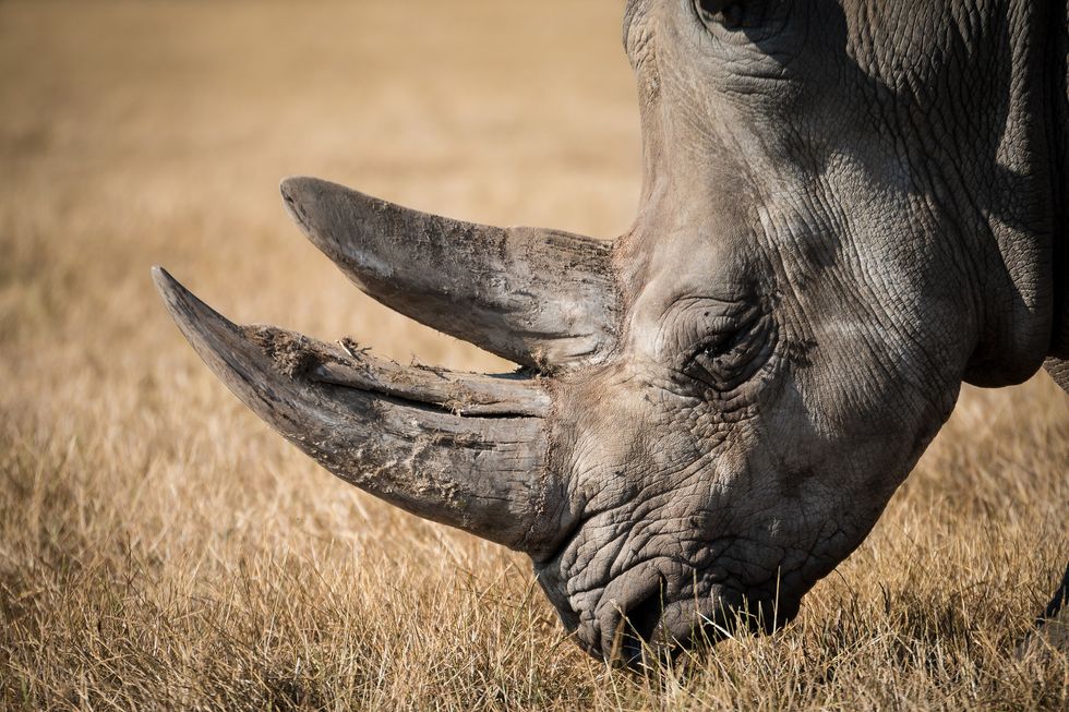 Traditional Medicine, Minus the Rhino Horn