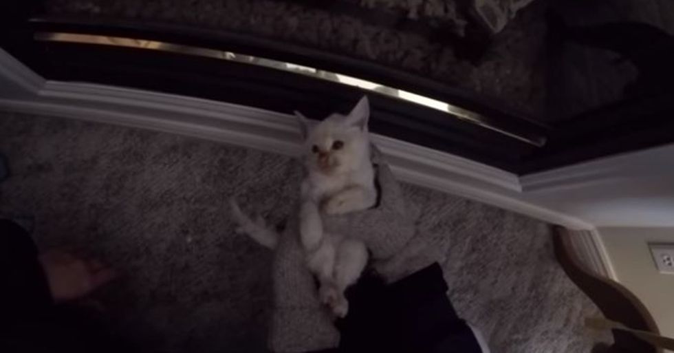 Family Finds Frozen Kitten in the Snow, Administers Life-Saving CPR