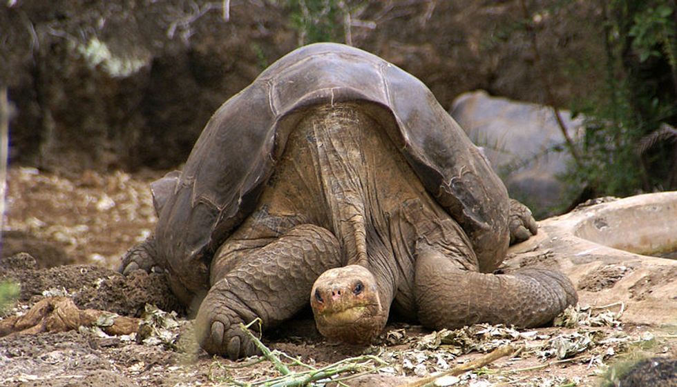 This Tortoise Is Extinct. Scientists Think They Might Be Able to Bring It Back