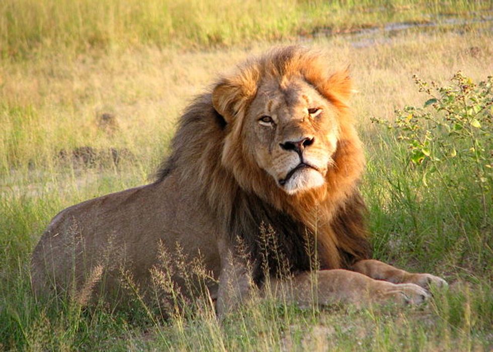 African Lions Are Now on the Endangered Species List