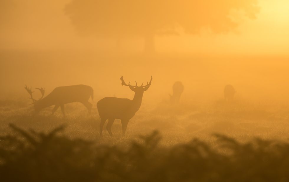 Who's Out of Their Minds: Vegetarians or Meat Eaters?