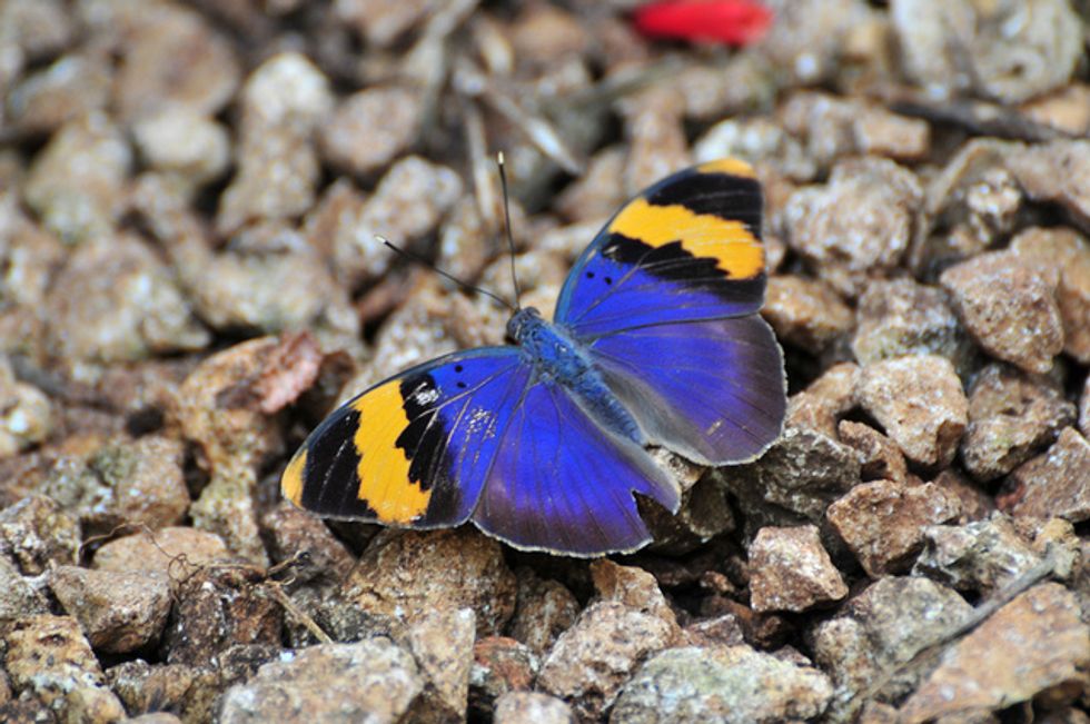 How Zanzibar’s Butterfly Farmers Are Saving the Environment
