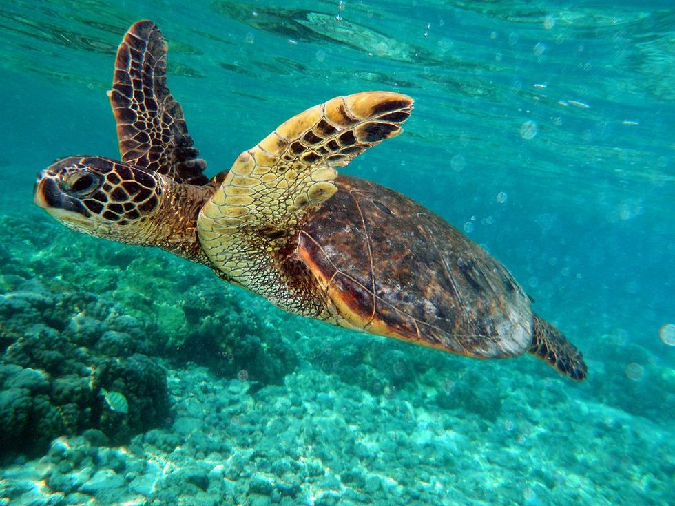 The Remarkable Comeback of the Green Sea Turtle