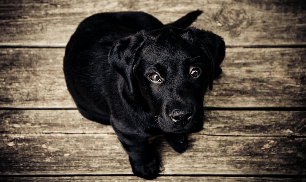 The FBI Now Tracks Animal Abuse Like It Tracks Homicide and Assault