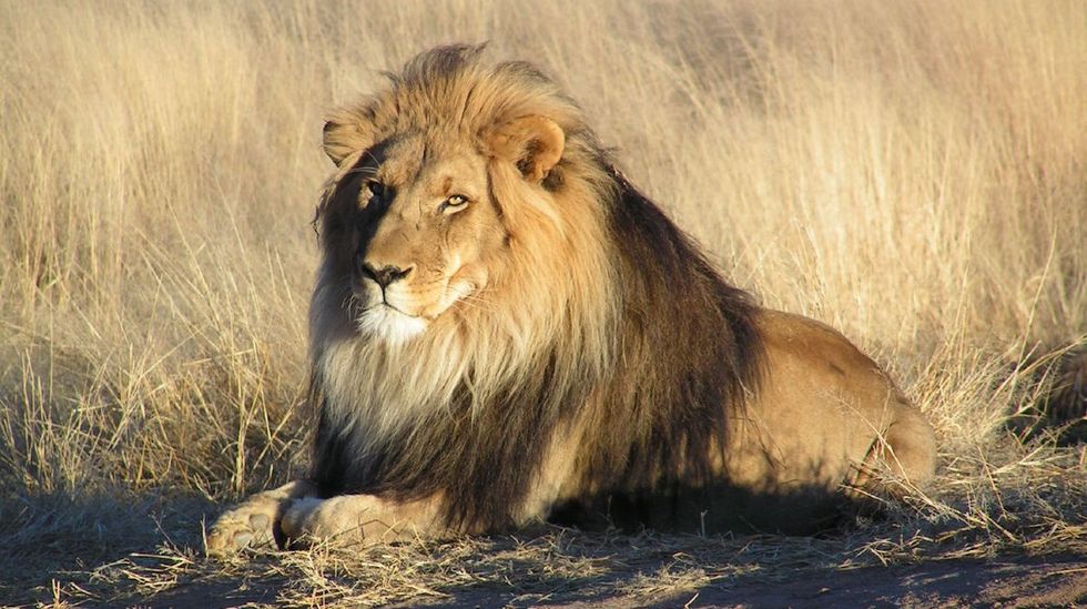 Safari Company Cancels Lion Hunt Raffle Under Activist Pressure