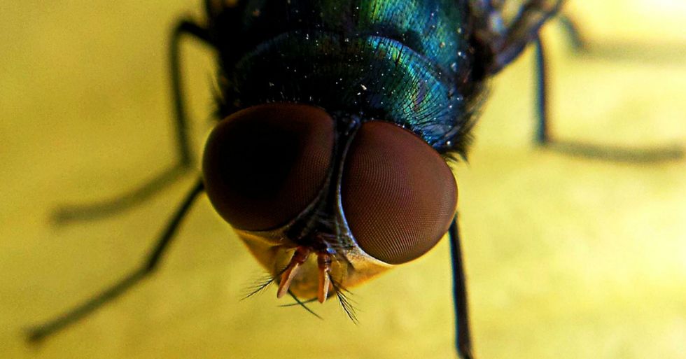 The average home is literally crawling with bugs