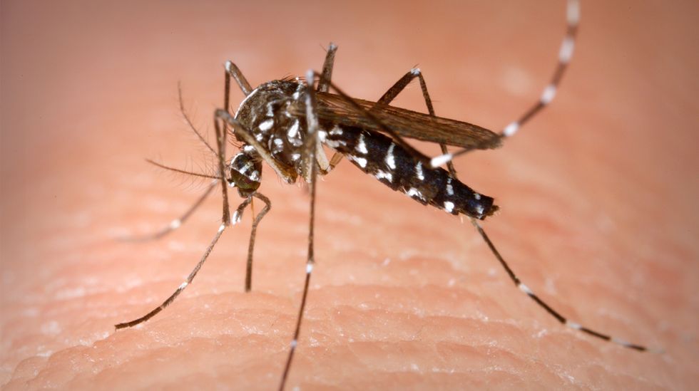 Scientists Are Using Genetically Modified Mosquitoes to Fight the Mosquito-Borne Zika Virus