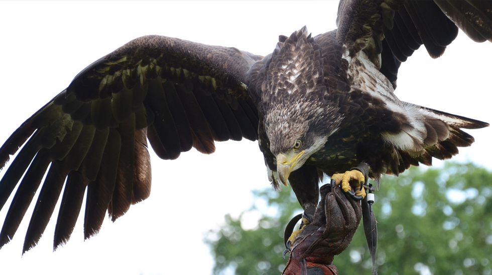 Dutch Police Enlist Drone-Hunting Eagles to Patrol the Skies