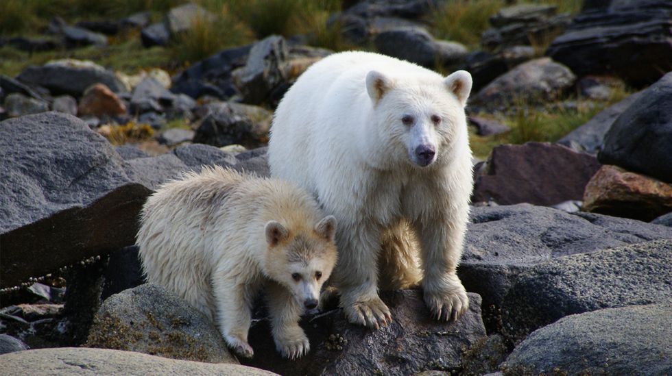Canada Strikes Landmark Deal to Protect Over 9 Million Acres of Rainforest