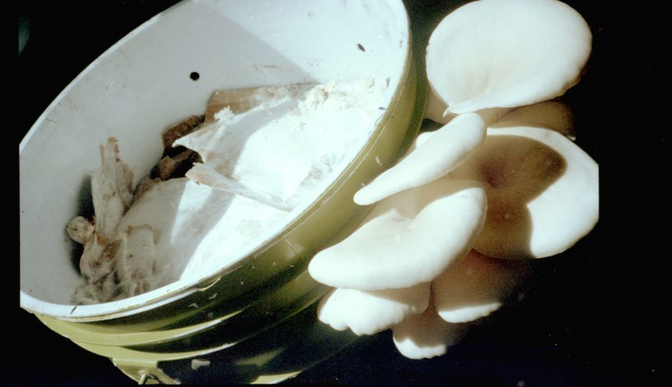 The Book Radical Mycology Showcases the Amazing Power of Mushrooms