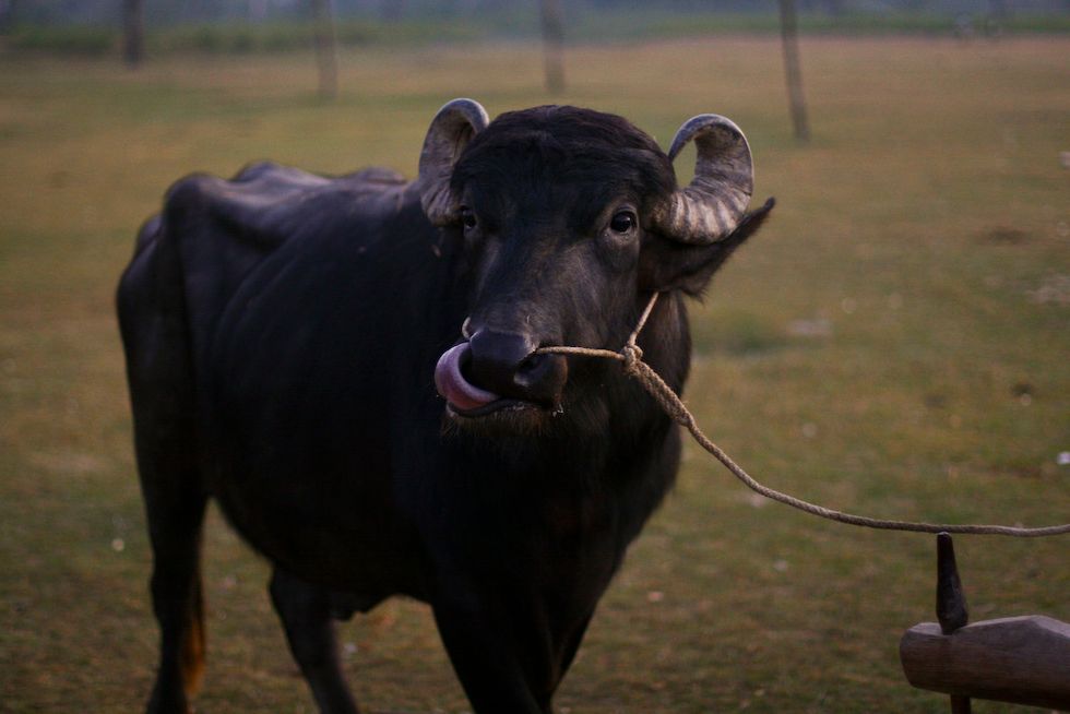 The Curious Link Between Hungry Buffaloes and Gender Inequality in Nepal