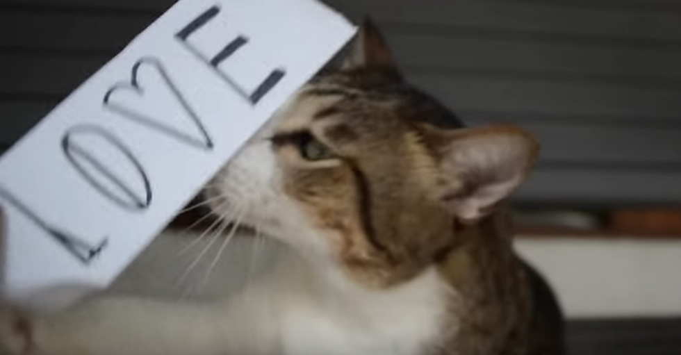 What Does Love Mean to You? An Animated, Painted, Delightful Video