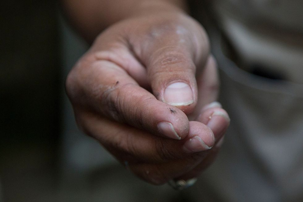 Could Better Surveillance Stop the Rise of Infectious Diseases Like Zika?