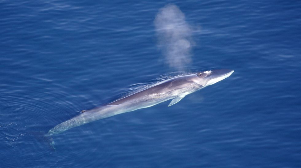 Icelandic Company Cancels Its Summer Hunt for the Endangered Fin Whale