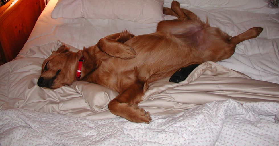 Mattress Company Makes Bunk Beds for People and Their Pets