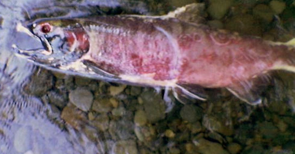 Salmon Caught Near Seattle Contain Cocaine, Antidepressants, and Other Drugs