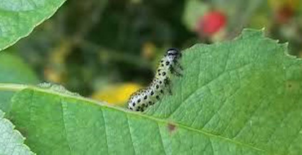 A fascinating new research study claims that plants know they are being eaten