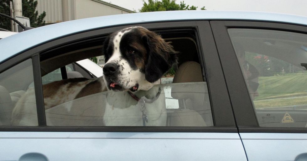 Florida Residents Can Now Smash Car Windows to Save Pets or People