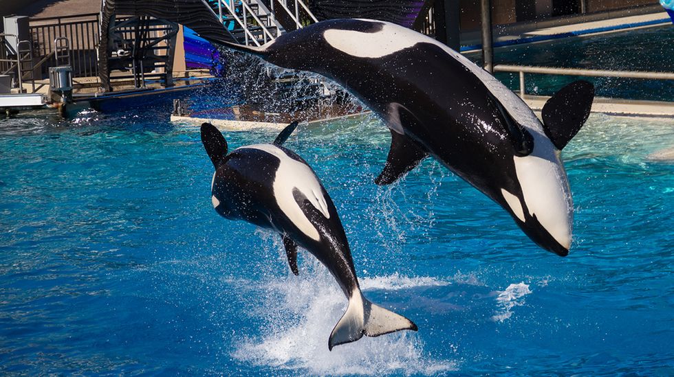 SeaWorld Announces End to Its Breeding of Captive Orcas