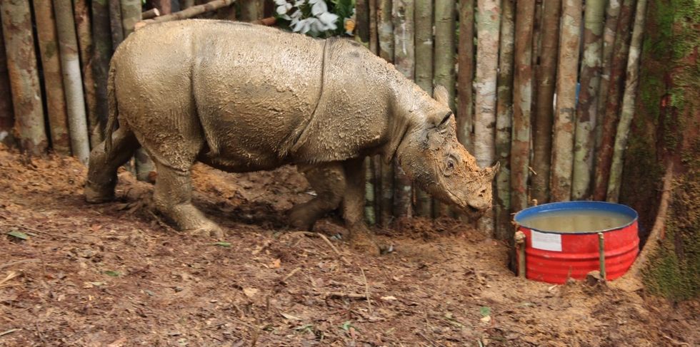 Conservationists Make Contact With Rare Sumatran Rhino