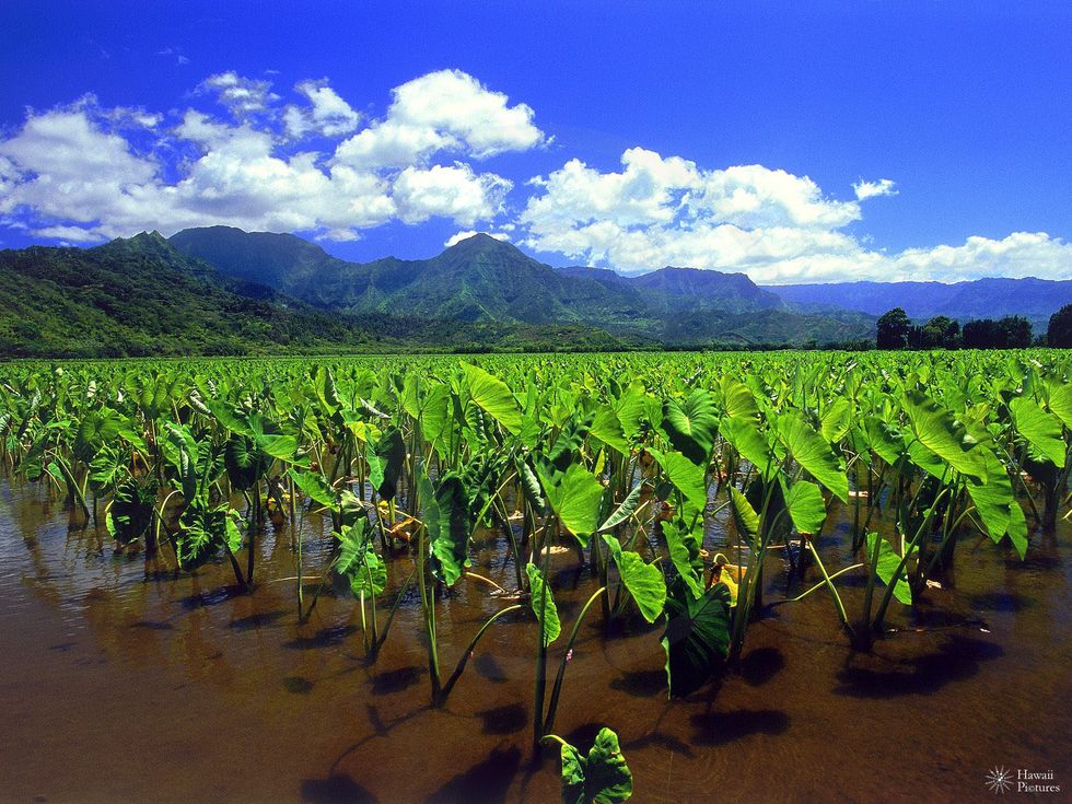 The Fall of the Sugar Goliath in Hawaii Makes Way for the Return of Kalo